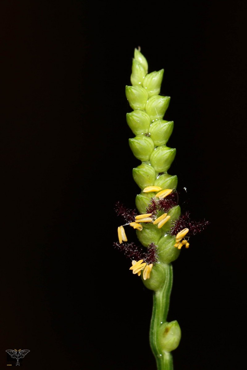 Setaria flavida (Retz.) Veldkamp